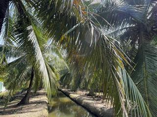 Bán vườn dừa thu nhập sẵn 3.868m tân phú đông giá chỉ 390tr/công/ 1,000m2