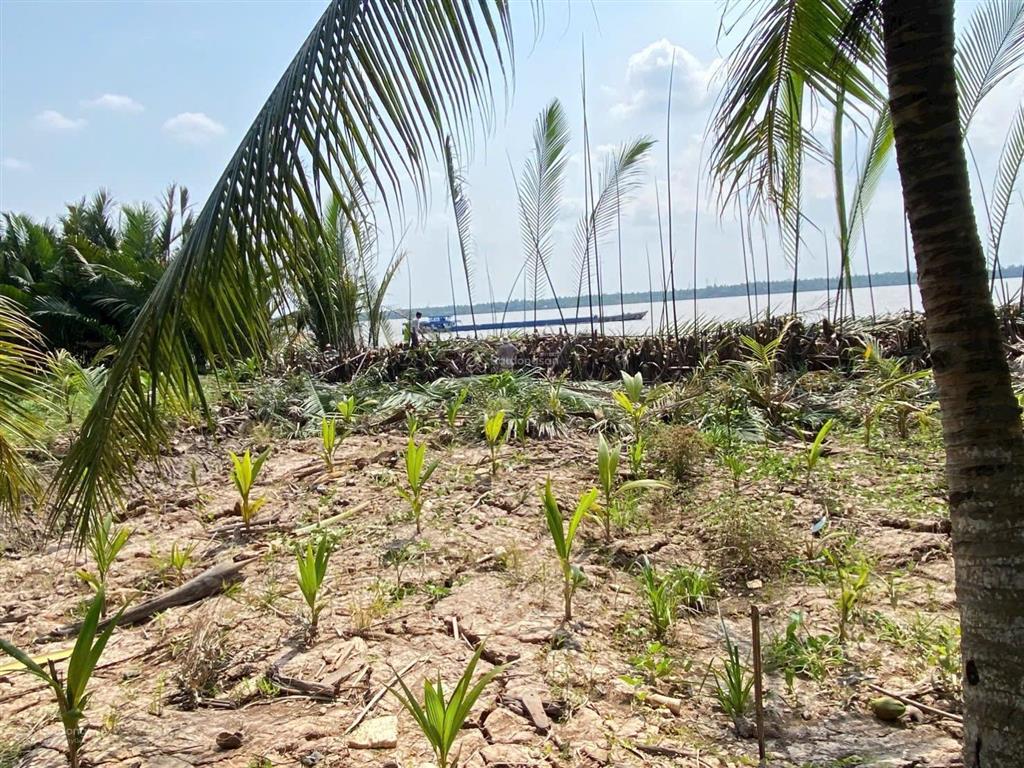 Đất ven sông mekong 379 triệu/1.000m2, bán trọn 6.969m2 có 300m2 thổ cư