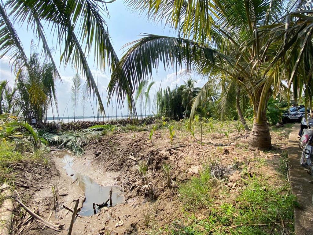 Đất ven sông mekong 379 triệu/1.000m2, bán trọn 6.969m2 có 300m2 thổ cư