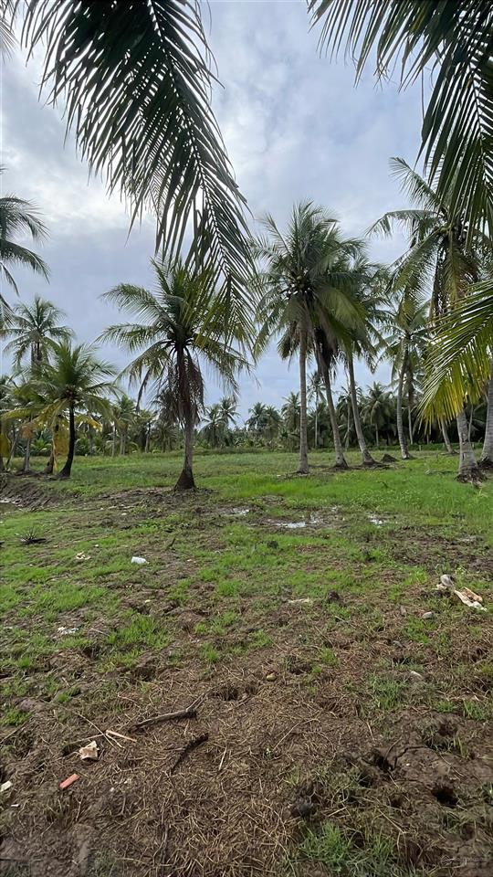 4.413m² đất giáp rạch 150m² thổ cư gần chợ rạch vách cù lao tân phú đông