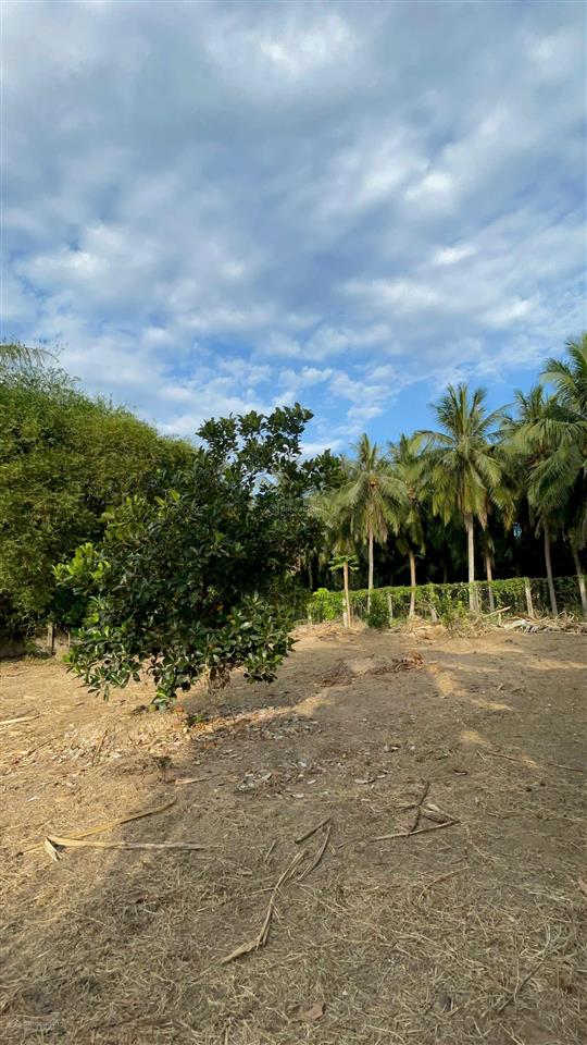 Vườn trái cây 696m2 có 100m2 thổ cư sẵn chòi nghỉ, giá 799 triệu tân phú đông