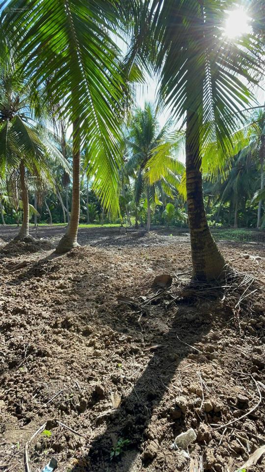 Vườn dừa có thổ cư + gần bến phà bình ninh |diện tích 729m2 sẵn 100m2 thổ