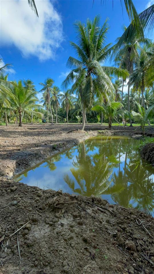 Vườn dừa có thổ cư + gần bến phà bình ninh |diện tích 729m2 sẵn 100m2 thổ