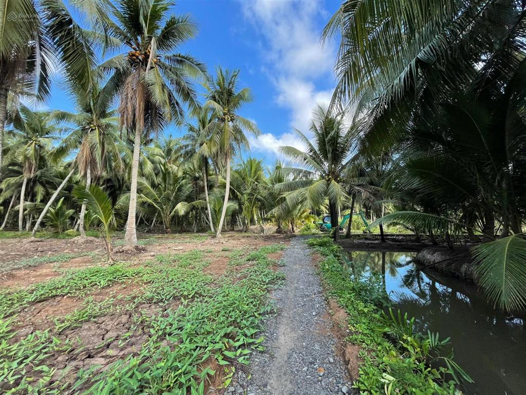 Vườn dừa có thổ cư + gần bến phà bình ninh |diện tích 729m2 sẵn 100m2 thổ