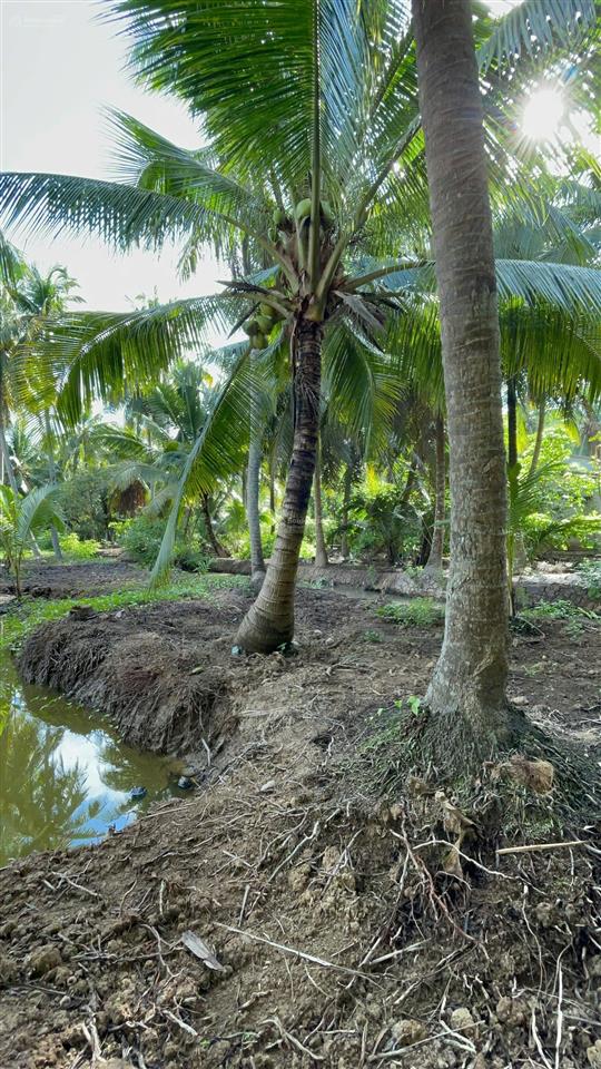 Vườn dừa có thổ cư + gần bến phà bình ninh |diện tích 729m2 sẵn 100m2 thổ
