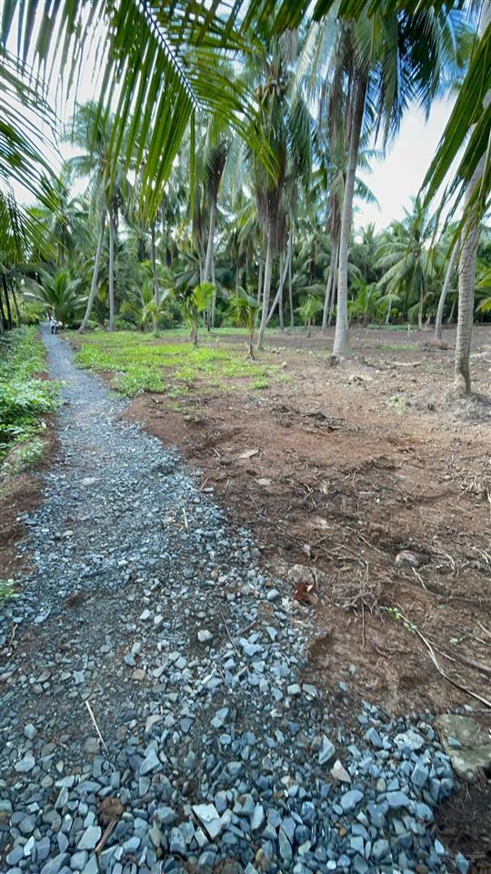 Vườn dừa có thổ cư + gần bến phà bình ninh |diện tích 729m2 sẵn 100m2 thổ