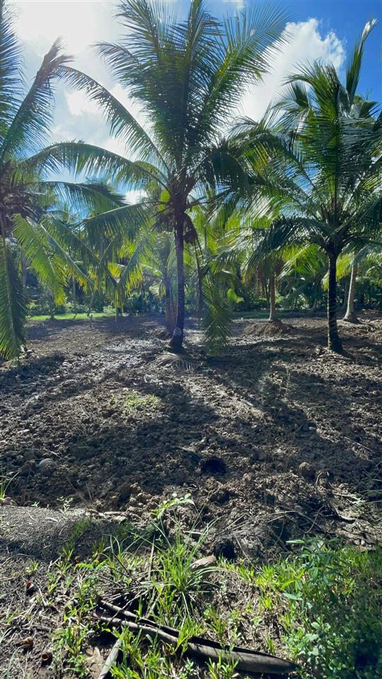 Vườn dừa có thổ cư + gần bến phà bình ninh |diện tích 729m2 sẵn 100m2 thổ