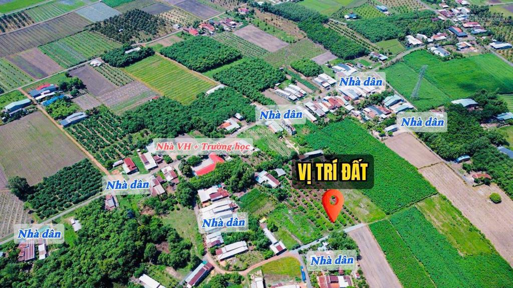 Vườn nhãn tây ninh 299tr, đất 5x40m nhãn đang cho thu hoạch