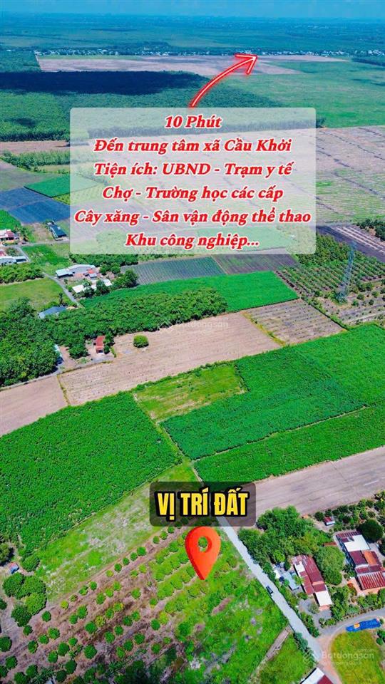 Vườn nhãn tây ninh 299tr, đất 5x40m nhãn đang cho thu hoạch