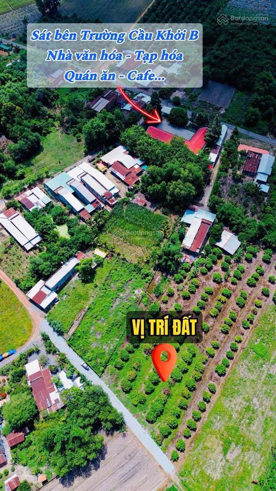 Vườn nhãn tây ninh 299tr, đất 5x40m nhãn đang cho thu hoạch