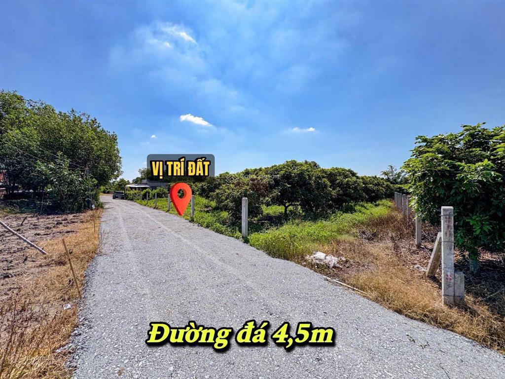 Vườn nhãn tây ninh 299tr, đất 5x40m nhãn đang cho thu hoạch