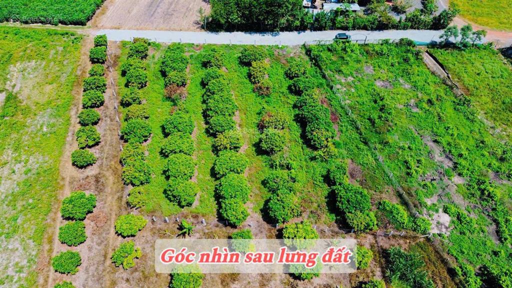 Vườn nhãn tây ninh 299tr, đất 5x40m nhãn đang cho thu hoạch