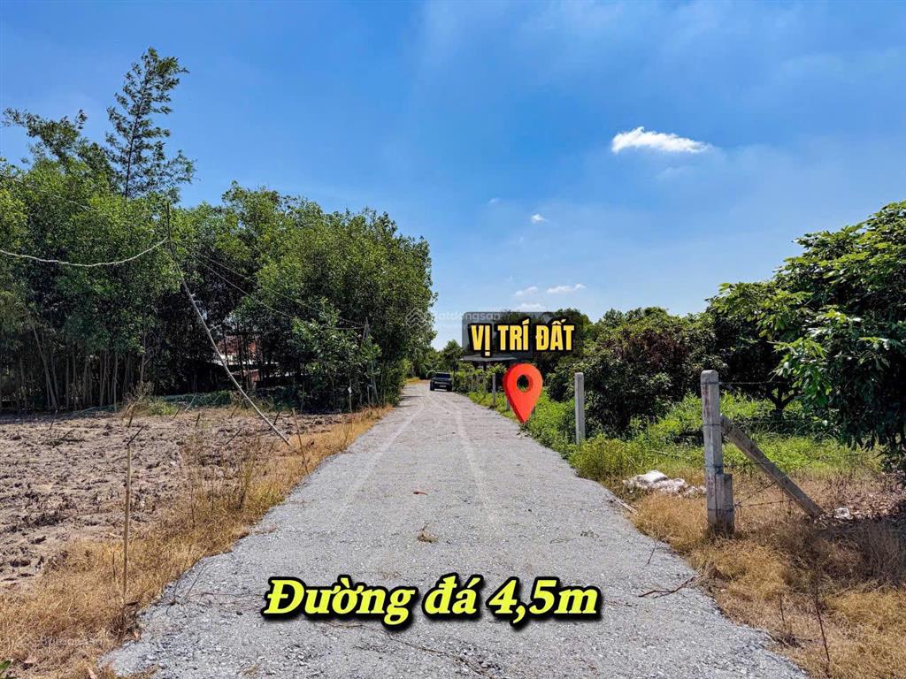Vườn nhãn tây ninh 299tr, đất 5x40m nhãn đang cho thu hoạch