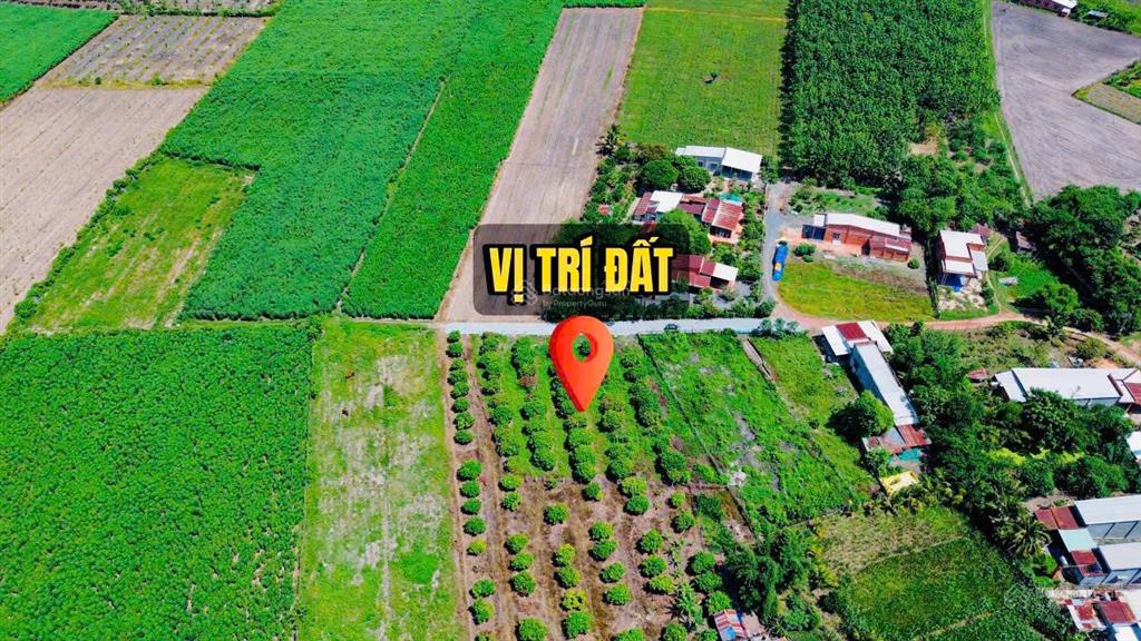 Vườn nhãn tây ninh 299tr, đất 5x40m nhãn đang cho thu hoạch