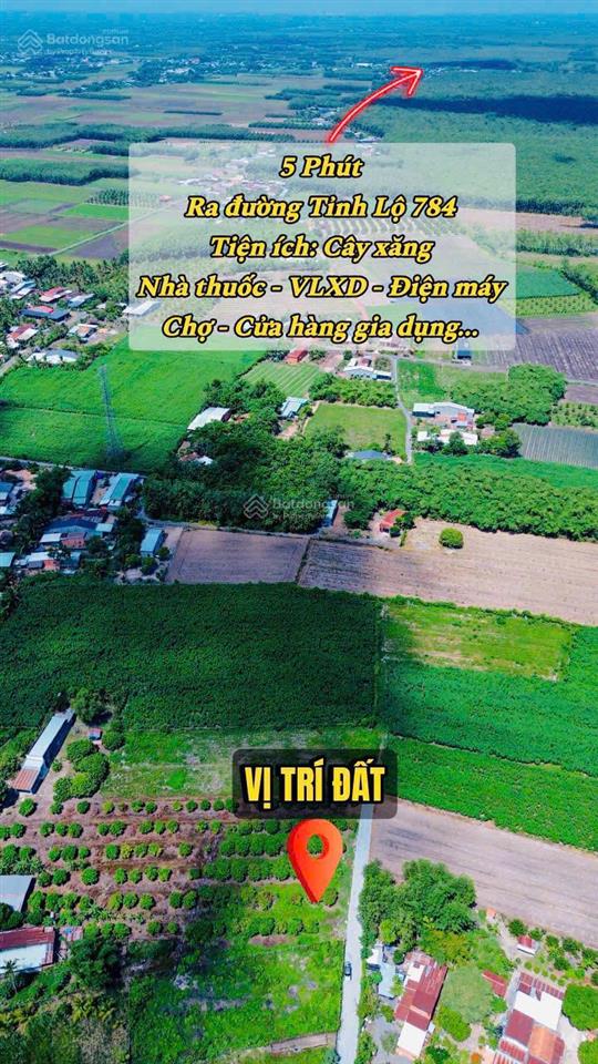 Vườn nhãn tây ninh 299tr, đất 5x40m nhãn đang cho thu hoạch