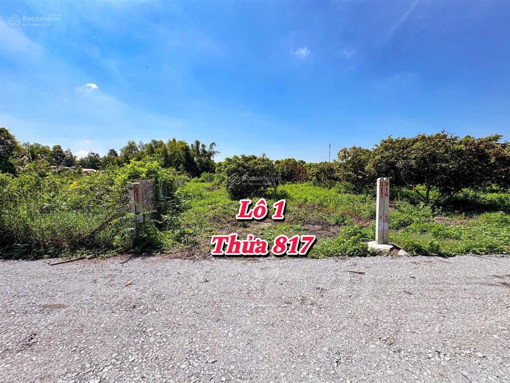 Vườn nhãn tây ninh 299tr, đất 5x40m nhãn đang cho thu hoạch