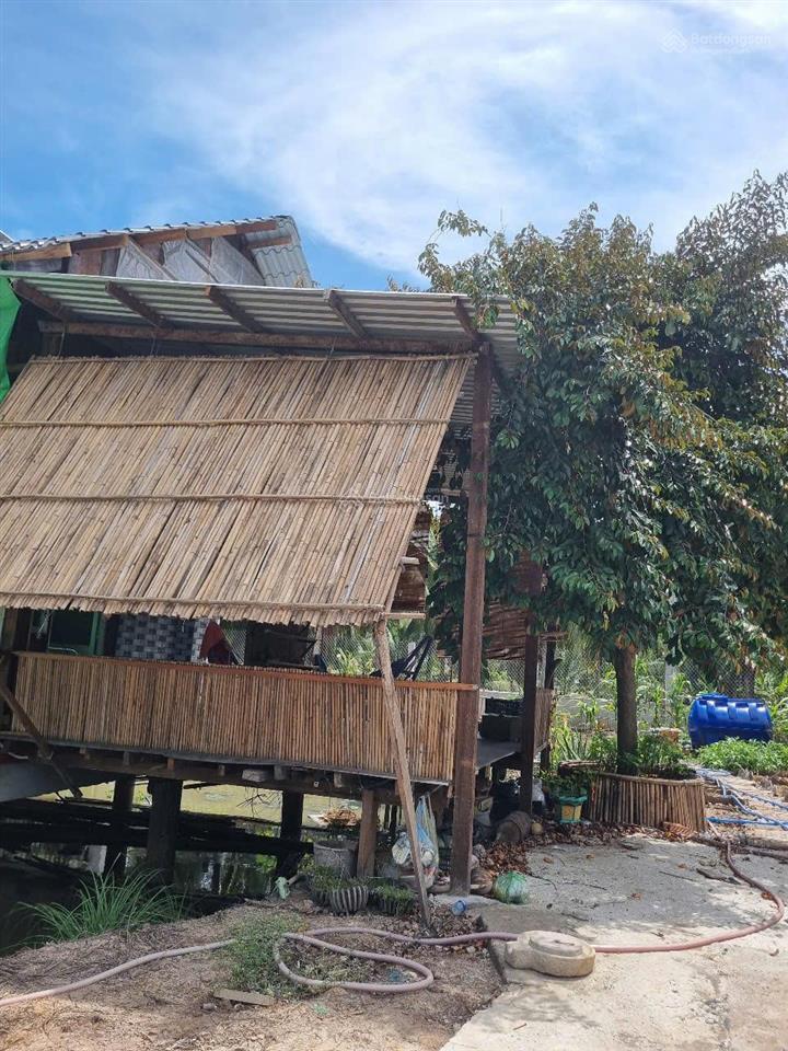 Nhà vườn trên ao thuần chất miệt vườn miền tây  giá 799 triệu trọn gói cả nhà và đất