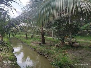 Bán đất vườn vị trí đẹp ấp phú đa xã vĩnh bình huyện chợ lách tỉnh vĩnh long