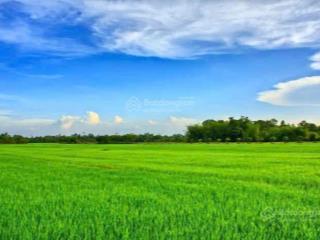 Cần bán gấp 1.792m2 đất ruộng, đang cho thuê 1 năm 3 vụ