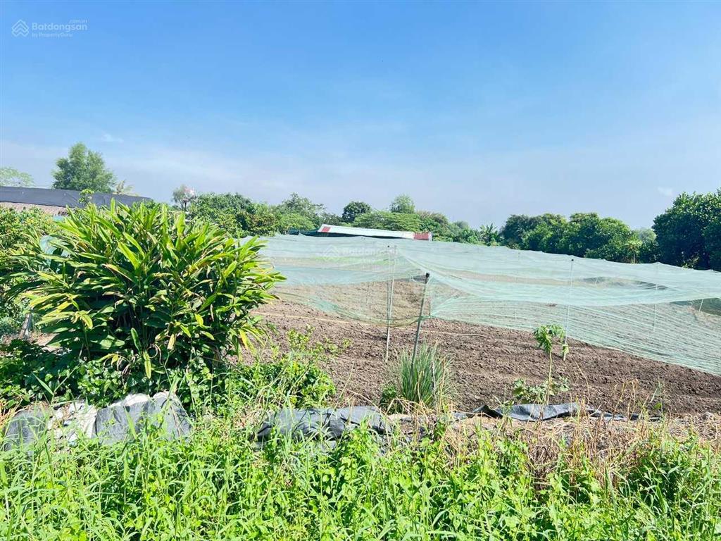 Bán đất góc 2mt trung đông 11, nguyễn thị ngâu, 100x70m, vị trí rất đẹp, 85 tỷ