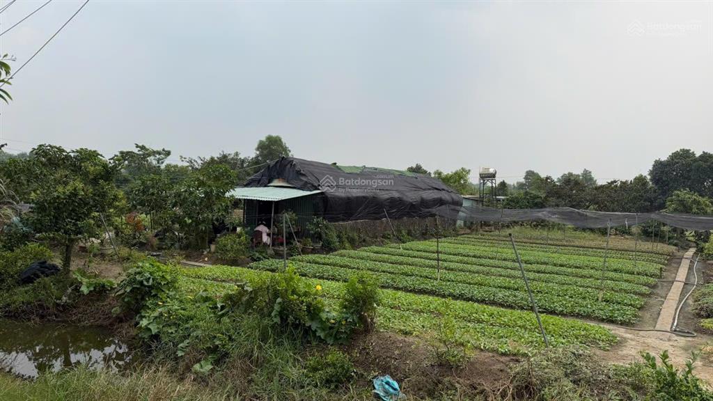 Bán đất 2mt trung đông 11, đông thạnh, hóc môn, 7500m2, 85 tỷ