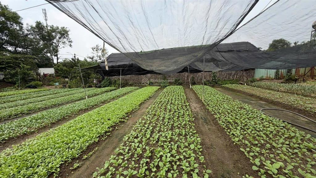 Bán đất 2mt trung đông 11, 7500m2, gần chợ thới tứ, đặng thúc vịnh, 12 triệu/m2