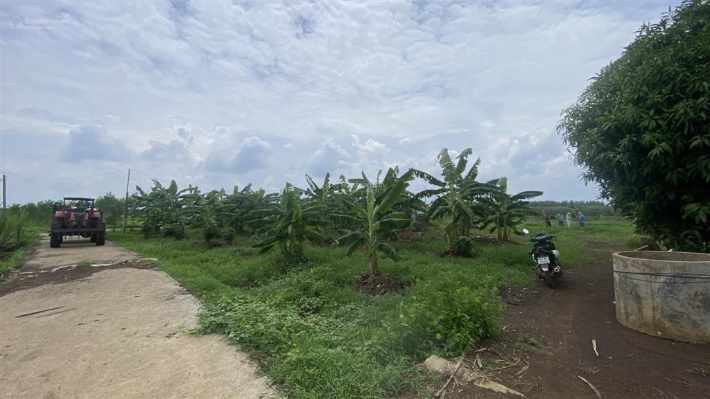 Bán gấp 2000m2 đất xã xuân đông, tỉnh đồng nai, cách đường đt 765 2km, hẻm xe tải ac  sớm