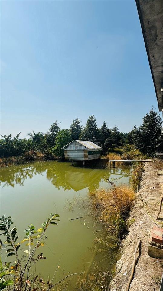 3000m2 sầu riêng tặng nhà mái thái long phước( sắp lên phường long hồ)