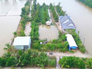 3000m2 sầu riêng tặng nhà mái thái long phước( sắp lên phường long hồ)
