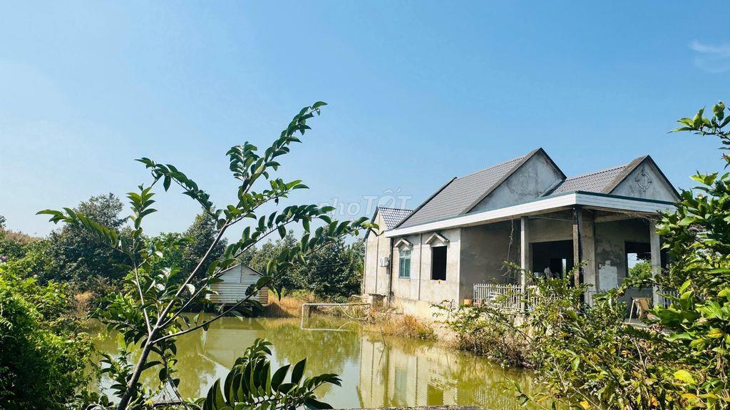 3000m2 sầu riêng tặng nhà mái thái long phước( sắp lên phường long hồ)