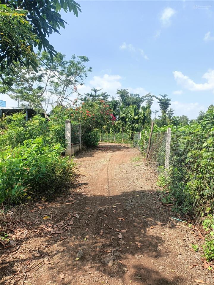 Nhà vườn xuân đông 2000m có 100m ont giá rẻ