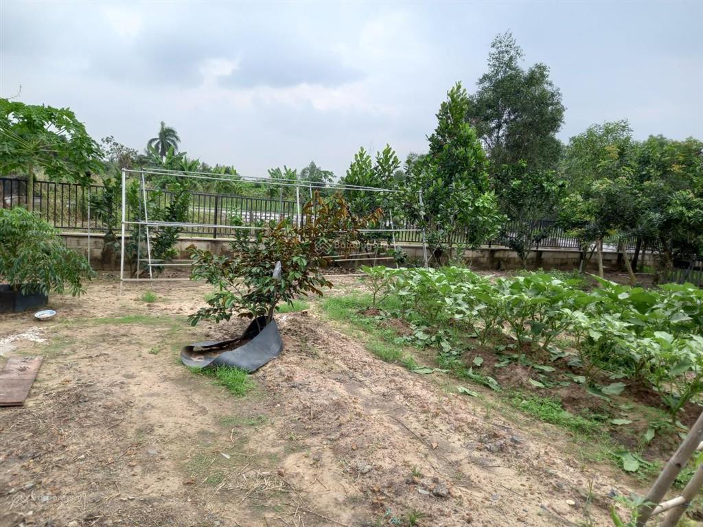 Ngộp thanh long bán 1ha mặt tiền sông long phước, chỉ 149 tỷ tuyệt đẹp