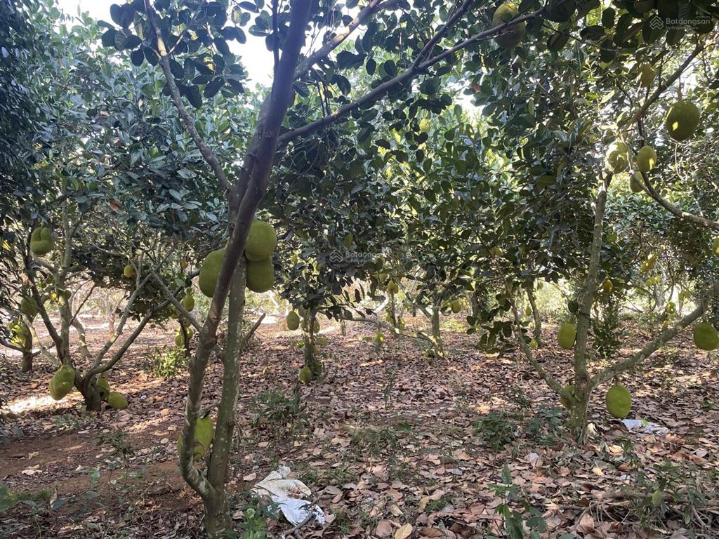 Chính chủ bán 8500 m2 đất, lô góc 2 mặt tiền đường nhựa, xã bàu lâm, tp.hcm