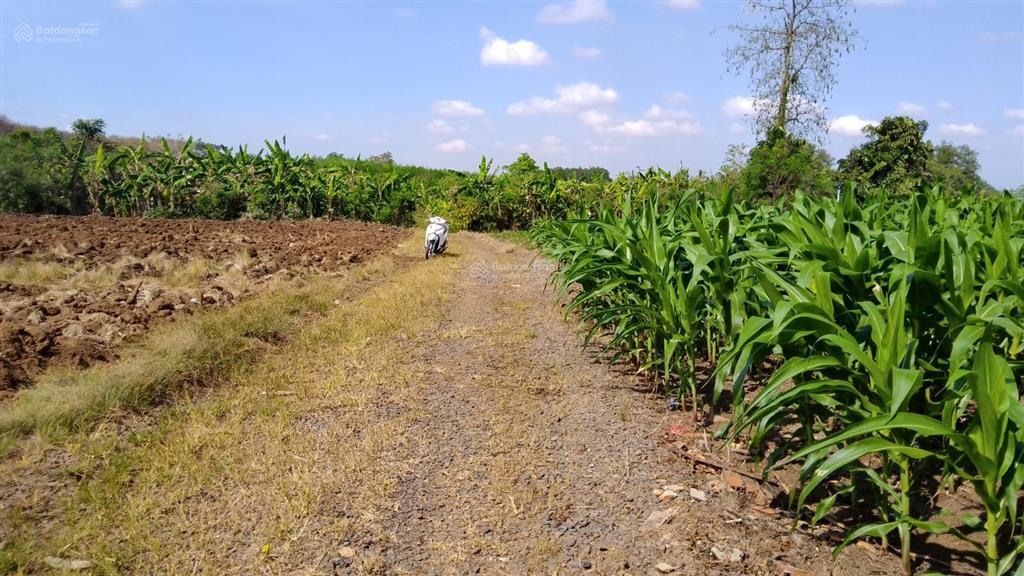 Bán 12000m2 đất (cln) có 300m2 ont hồ cầu mới cách sân bay long thành 8km, 1.2tr/m2