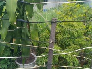 Bán Lô Đất  DT 12 x 20, Sổ Riêng thổ cư 100%, khu cư Xá Phúc Hải, Phường Tân Phong