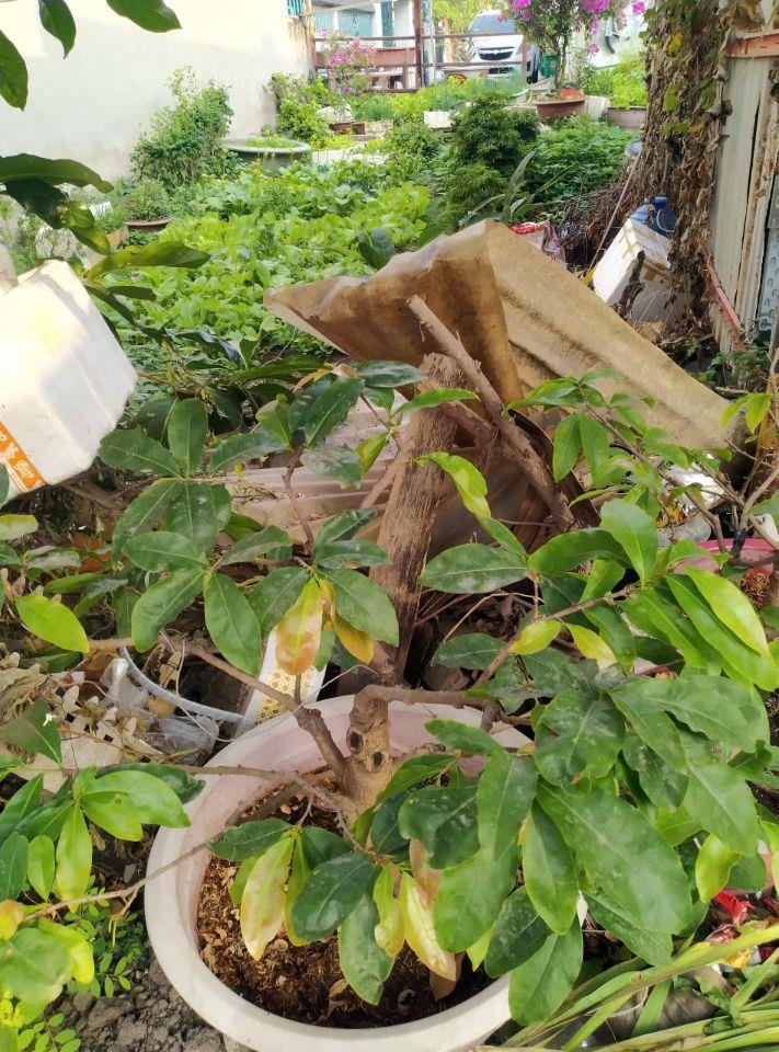  Bán Lô Đất Tái Định Cư Bửu Long 3, Sổ hồng riêng thổ cư 100%, Phường Bửu Long.