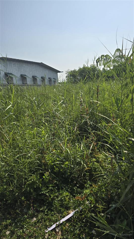 Bán đất đường xương cá 1 xã long thới, huyện nhà bè. diện tích 980m2 có 300m2 ont giá 15 tỷ