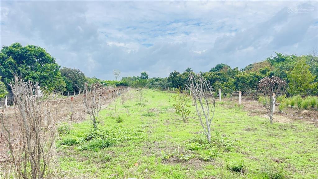 Bán đất long tân đất đỏ bà rịa vũng tàu