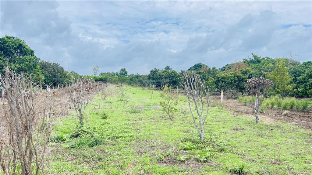 Bán đất long tân đất đỏ bà rịa vũng tàu