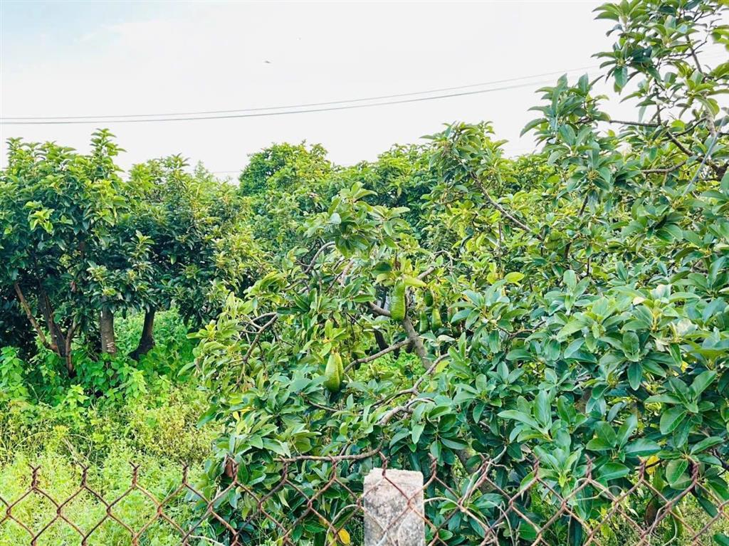 Bán đất phước hải, bà rịa vũng tàu