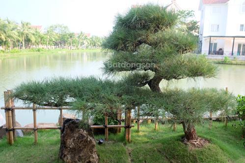 Bán bt hoa phượng 5, 305m2, full đồ, tb, view vườn hoa, sông to, điểm vườn hoa rộng gần almaz