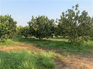 Cc bán 8200m2 đất trực diện hồ trị an, ngay đường xuyên rừng. sẵn nguồn thu, chỉ 3.9 tỷ