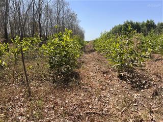 Chính chủ cần bán 6sào4 đất dự án hồ sông ray 2. đất đang đợi đền bù.  0972 773 ***