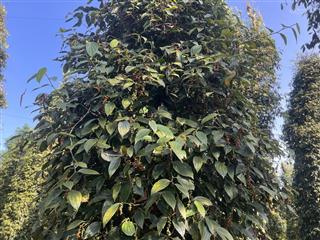 Cần bán 2 mẫu 9 200m đường nhựa, đất đang có nguồn thu mạnh  0972 773 ***