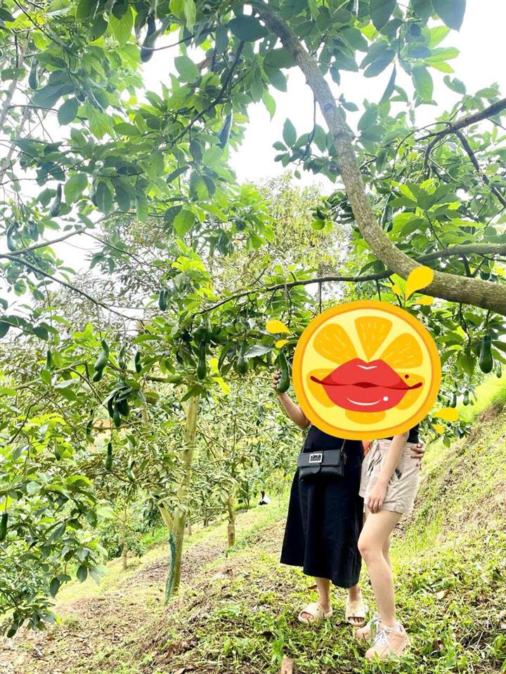 Bán đất 4158m2 tại tân lạc, bảo lâm, lâm đồng giá 2 triệu/m2. có 200m2 thổ cư