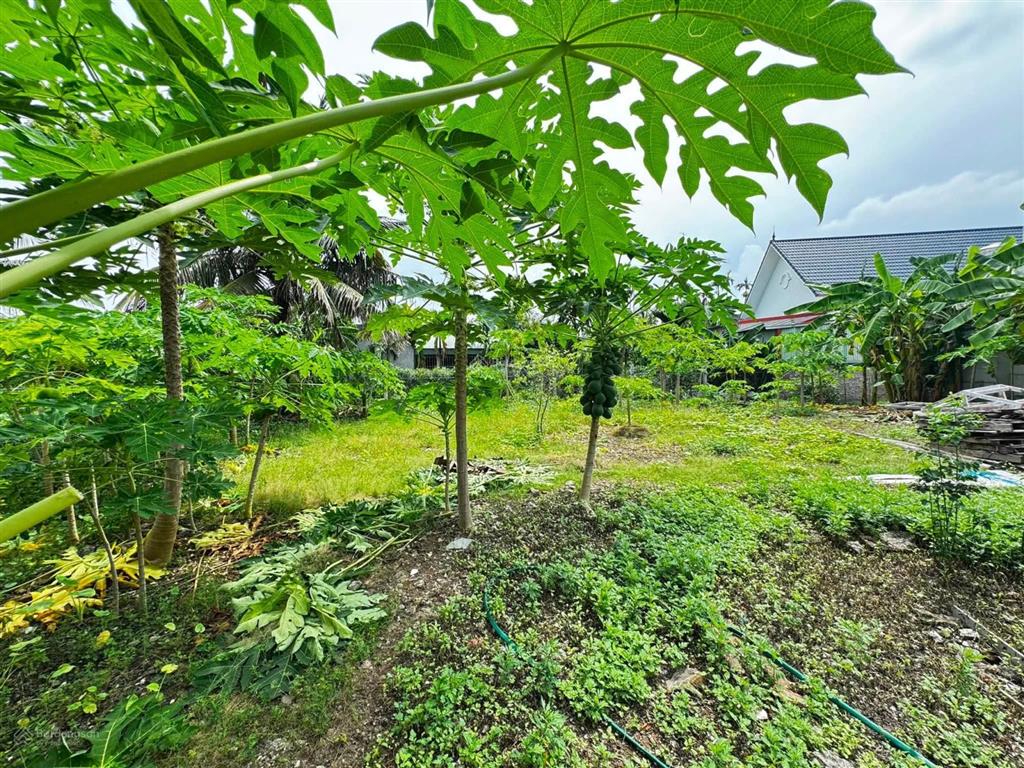 Bán 436m2 đất làm nhà vườn tại hòa nghĩa, dương kinh, giá chỉ 1, x tỷ