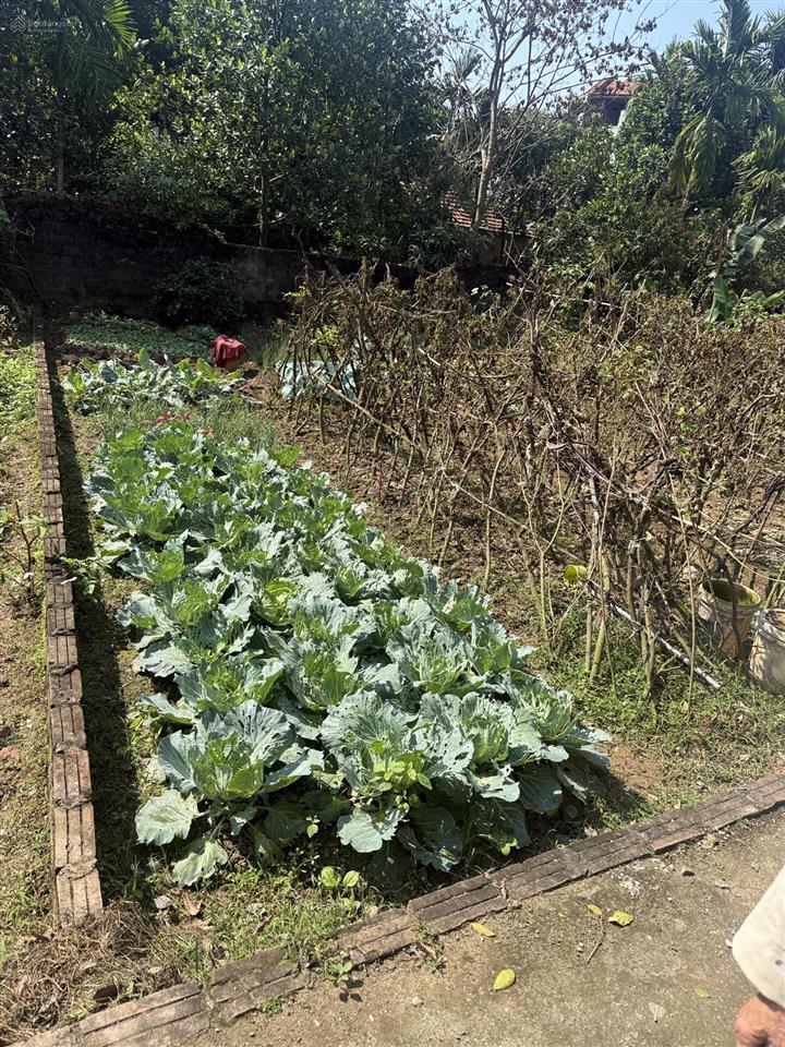 51,6m2 làng nghề tam thuấn phúc thọ oto vào giá công khai 2ty thương lượng  0344 702 *** để xem đất