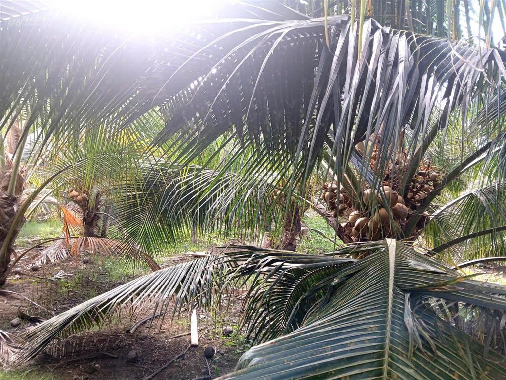 Vườn dừa sum sê rộng hơn 5 công ngay mặt tiền huyện 28b. bao giá rẻ nhất toàn tỉnh