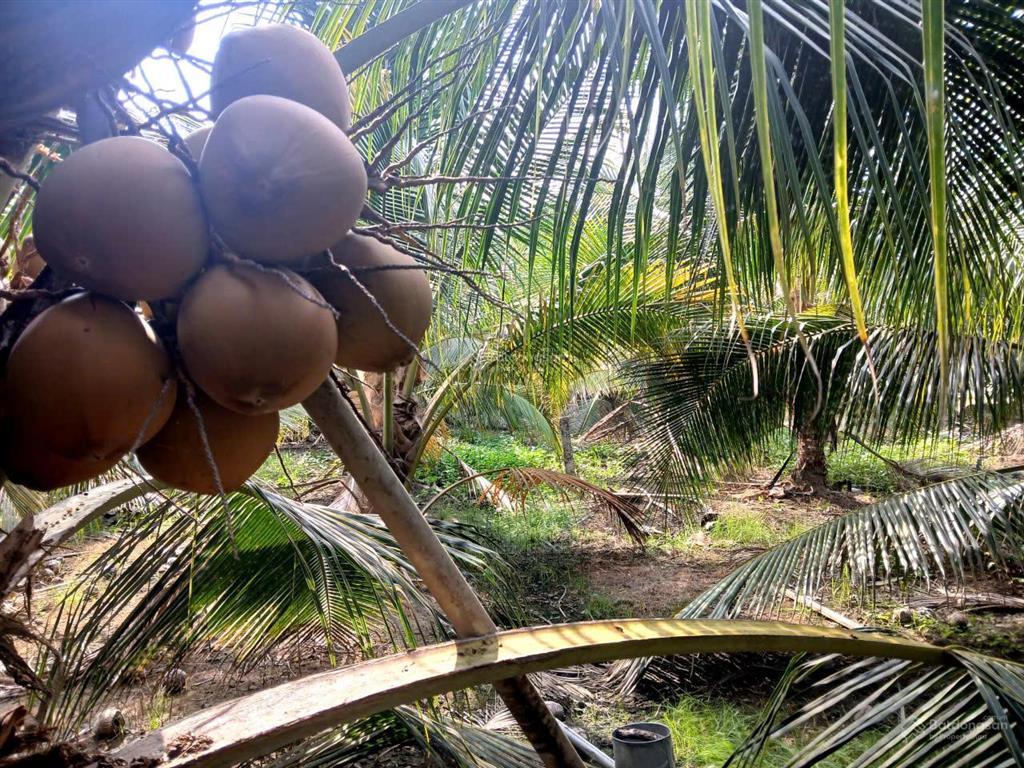 Vườn dừa sum sê rộng hơn 5 công ngay mặt tiền huyện 28b. bao giá rẻ nhất toàn tỉnh