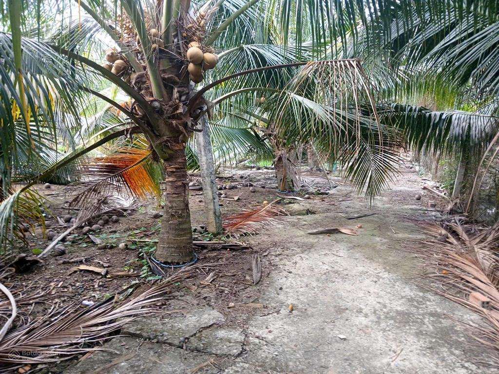 Vườn dừa sum sê rộng hơn 5 công ngay mặt tiền huyện 28b. bao giá rẻ nhất toàn tỉnh